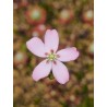 Drosera pycnoblasta