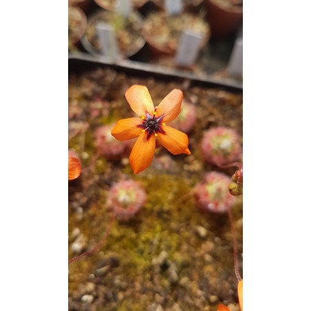 Drosera callistos