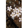 Drosera helodes 'great northern highway form'