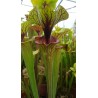 Sarracenia flava var. ornata 'solid red throat F88MK'