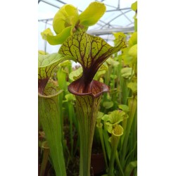 Sarracenia flava var. ornata 'solid red throat F88MK'