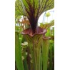 Sarracenia flava var. ornata 'solid red throat F88MK'