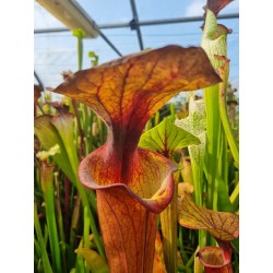 Sarracenia flava var. atropurpurea 'exotik'