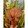 Sarracenia flava var. atropurpurea 'exotik'