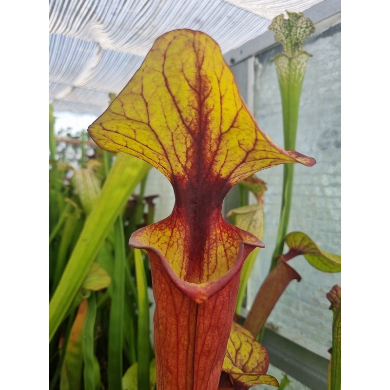 Sarracenia flava var. atropurpurea 'exotik'