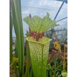 Sarracenia X moorei 'Wilkerson's White Knight'