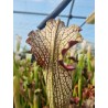 Sarracenia aerolata 'white manba'