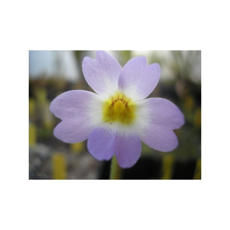 Pinguicula primuliflora