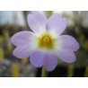 Pinguicula primuliflora