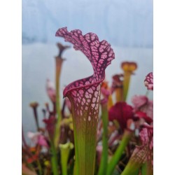 Sarracenia X moorei 'pink windows'