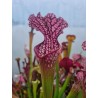 Sarracenia X moorei 'pink windows'