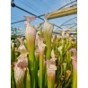 Sarracenia leucophylla 'puffy cheeks' Baldwin Co, AL, Mike Wang