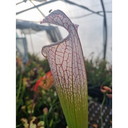 Sarracenia leucophylla 'puffy cheeks' Baldwin Co, AL, Mike Wang