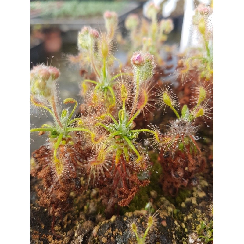 Drosera scorpioides 'giant form'