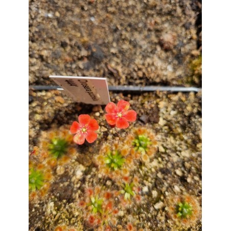 Drosera pulchella A44