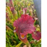 Sarracenia X moorei 107