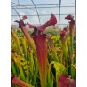 Sarracenia X moorei 107