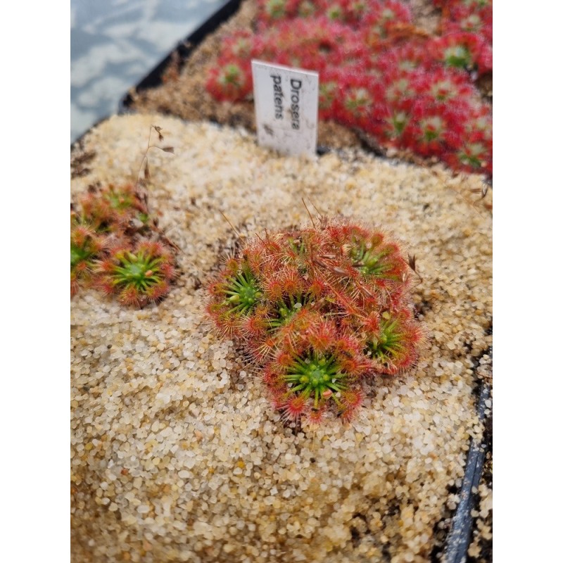 Drosera patens