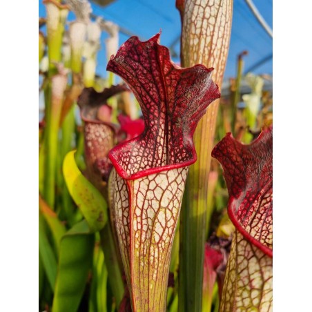 Sarracenia aerolata 'white manba'