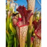 Sarracenia aerolata 'white manba'