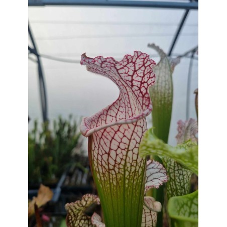 Sarracenia leucophylla 'puffy cheeks' Baldwin Co, AL, Mike Wang