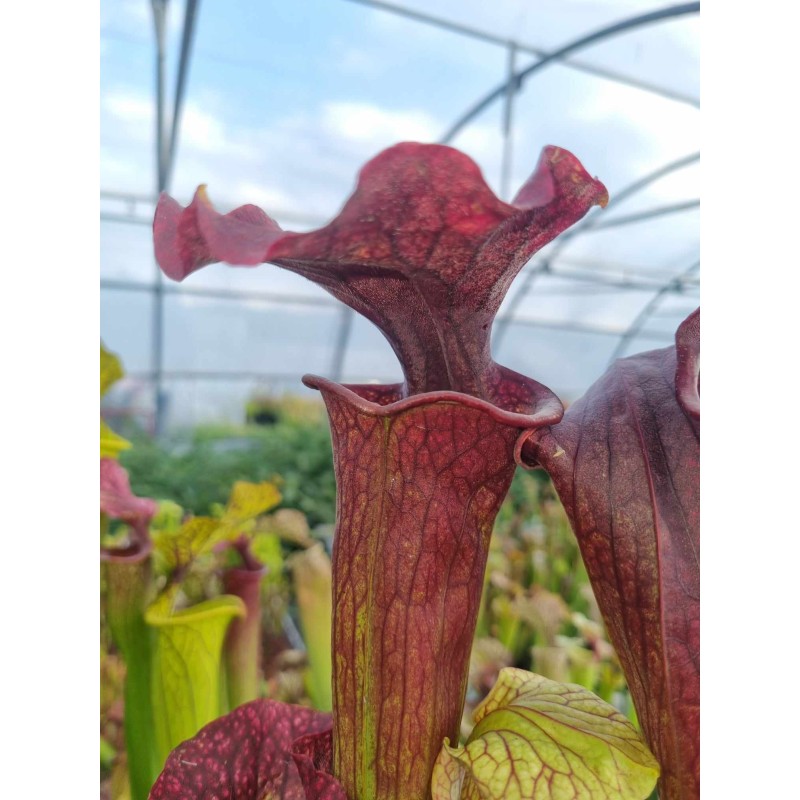 Sarracenia X moorei 107