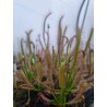 Drosera capensis 'Vogelgate Nature Reserve'