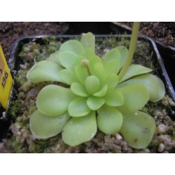 Pinguicula x bailly