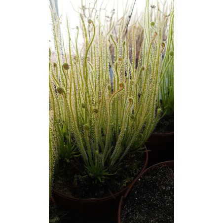 Drosera filiformis 'white flower'