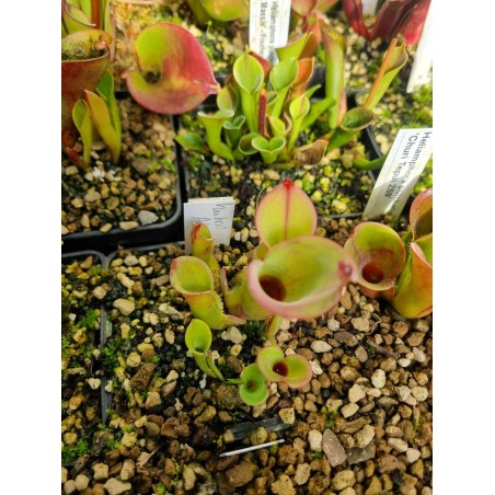 Heliamphora huberi 'Akopan'