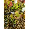 Heliamphora huberi 'Akopan'