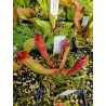 Heliamphora sarracenioides x ionasii 'killer giant'