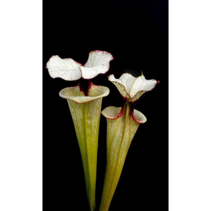 Sarracenia X nirvanna